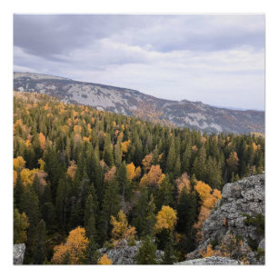 Póster foto de un bosque montañoso otoñal, montañas, p
