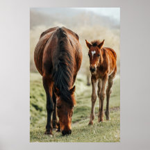 Foto de un capricho de caballo de bonito