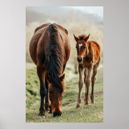 Póster Foto de un capricho de caballo de bonito