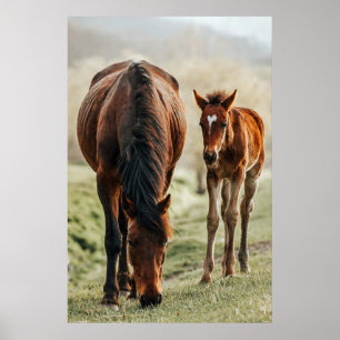 Póster Foto de un capricho de caballo de bonito