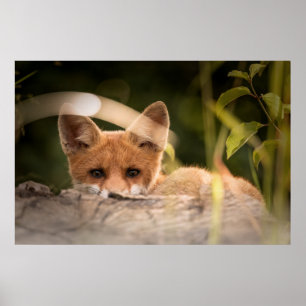 Póster Foto de un Pequeño Naranja Fox