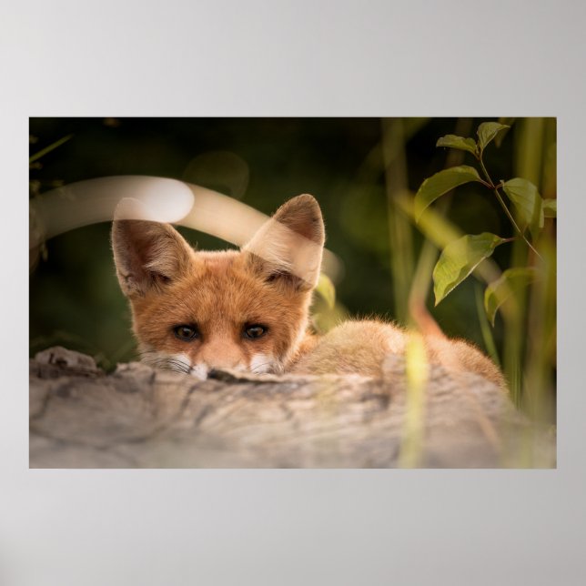 Póster Foto de un Pequeño Naranja Fox (Frente)