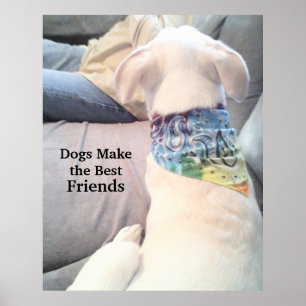 Póster Foto de un perro tímido y blanco mirando a papá