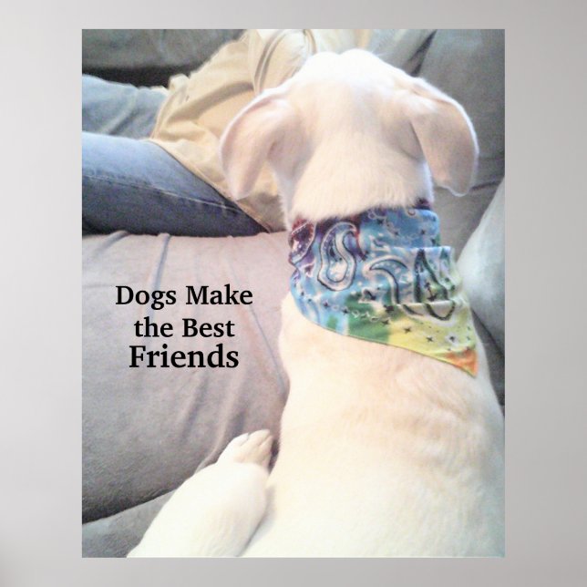 Póster Foto de un perro tímido y blanco mirando a papá (Frente)