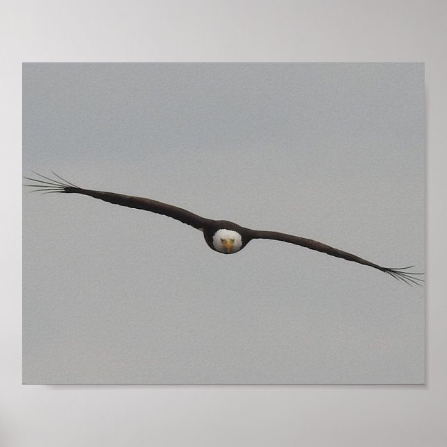 Póster Foto de una águila que comí en Dubuque, Iowa (Frente)