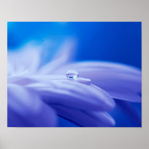 Póster Foto de una gota de agua en una flor azul