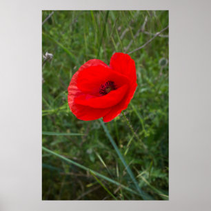Póster Foto de una sola flor de amapola