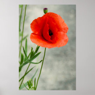 Póster Foto de una sola flor de amapola