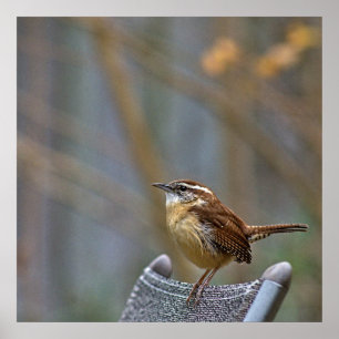 Póster Foto de una Wren de Carolina Amigable.