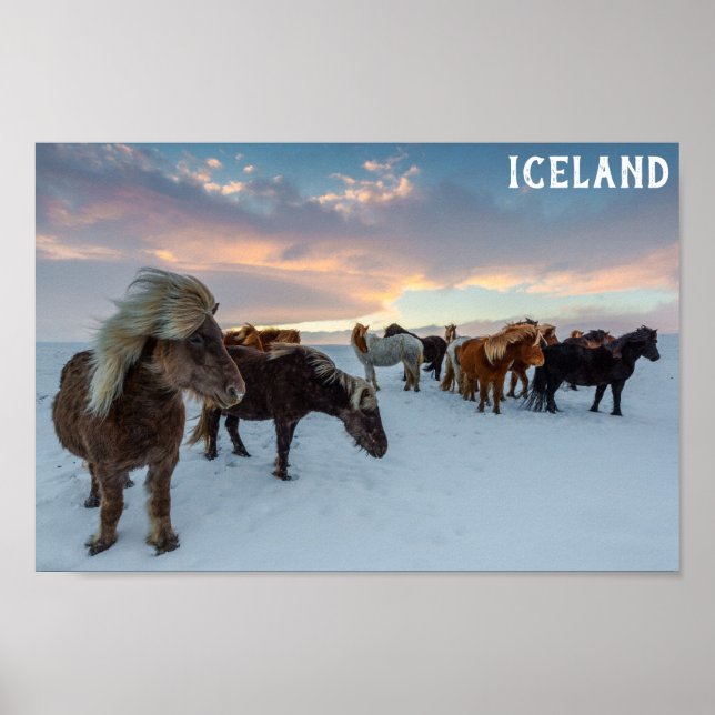 Póster Foto de viaje de caballos salvajes de Islandia (Frente)