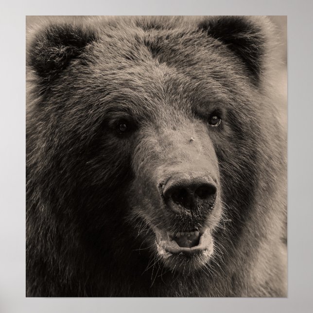 Póster Foto de vida salvaje de Brown Grizzly Bear (Frente)