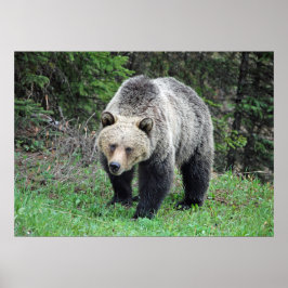 Póster Foto de vida silvestre Alaska Grizzly Bear