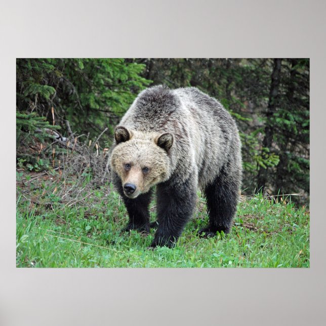 Póster Foto de vida silvestre Alaska Grizzly Bear (Frente)