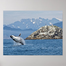 Póster Foto de vida silvestre Alaska Humpback Whale