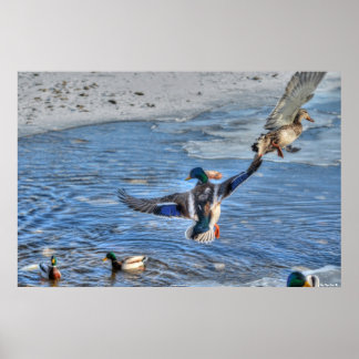 Póster Foto de vida silvestre Drake y pato mallard volado