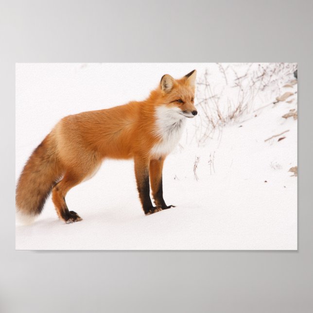 Póster Foto de vida silvestre Red Fox Nature (Frente)