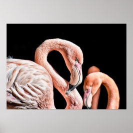 Póster Foto de vida silvestre rosa Flamingo