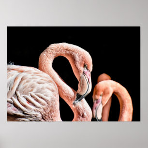 Póster Foto de vida silvestre rosa Flamingo