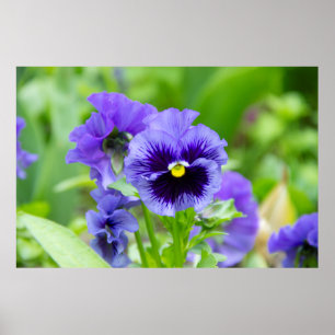 Póster Foto de violetas azules y azul pálido