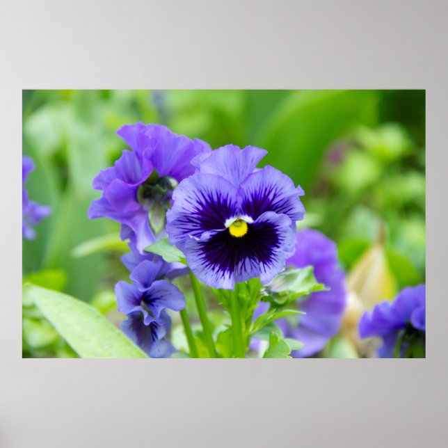 Póster Foto de violetas azules y azul pálido (Frente)