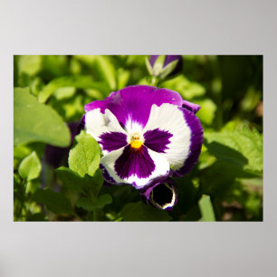 Póster Foto de violetas moradas y blancas