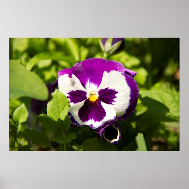 Póster Foto de violetas moradas y blancas (Frente)