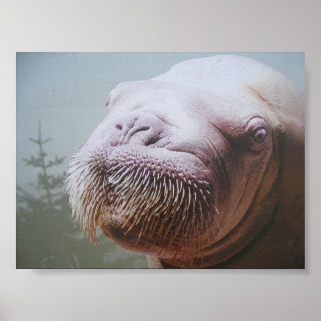 Póster Foto de Walrus (Frente)