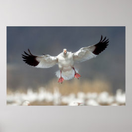 Póster Foto de Wildlife Snow Goose