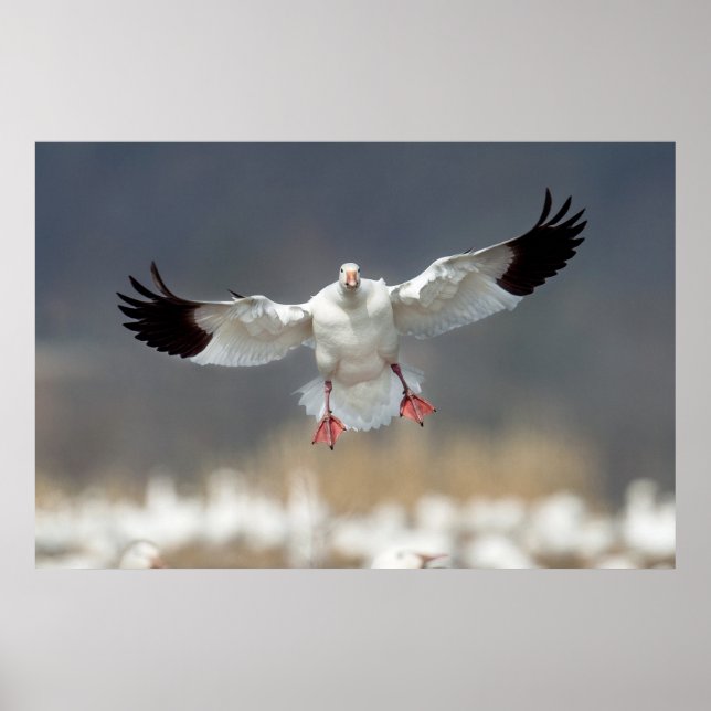 Póster Foto de Wildlife Snow Goose (Frente)