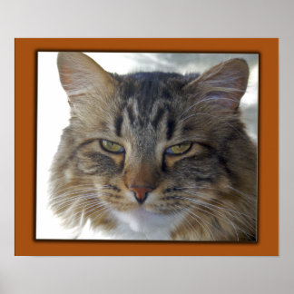 Póster Foto de Zak