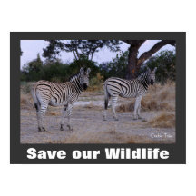 Foto de Zebras Salven a nuestro Poster de vida sal
