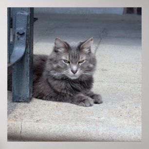 Póster Foto del gato de Coon de Maine
