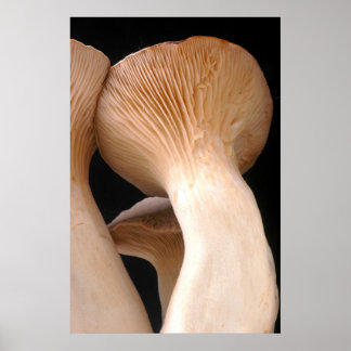 Póster Foto del hongo de Trumpet real
