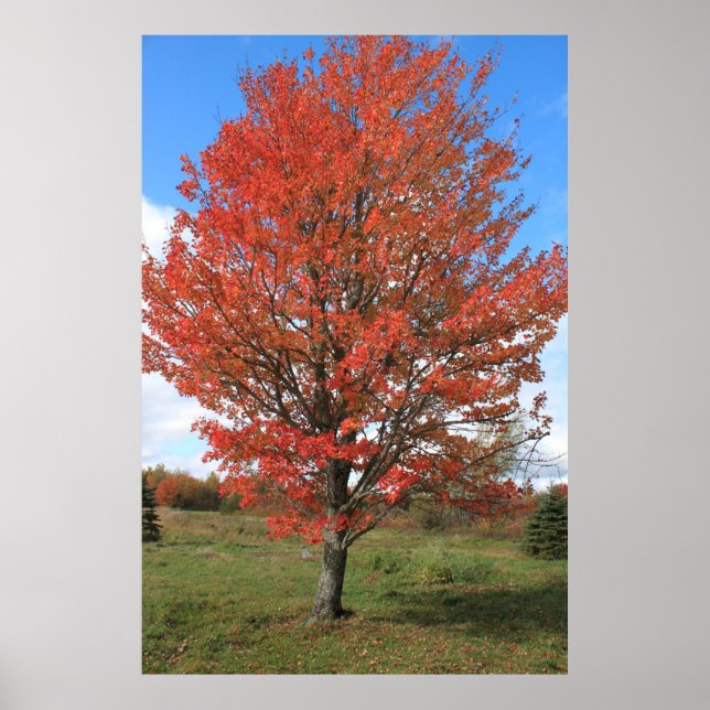 Póster Foto del paisaje del árbol de arce de otoño amaril (Frente)
