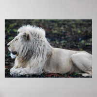 Foto del perfil de los Leones Blancos Africanos