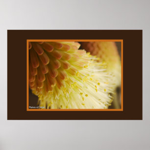 Póster Foto del primer de la flor del póker candente del