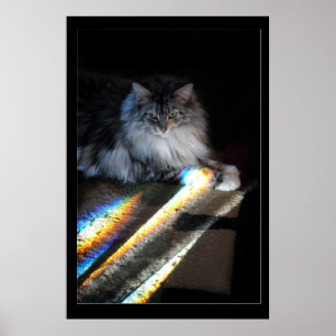 Póster Foto del puente arco iris del gato