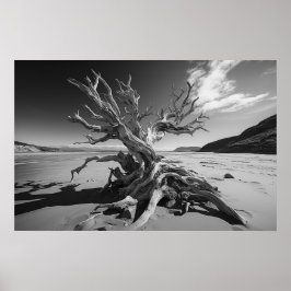 Póster Foto del tronco del árbol de deriva de B&W