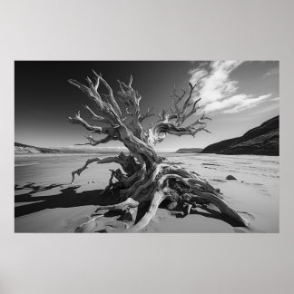 Póster Foto del tronco del árbol de deriva de B&W