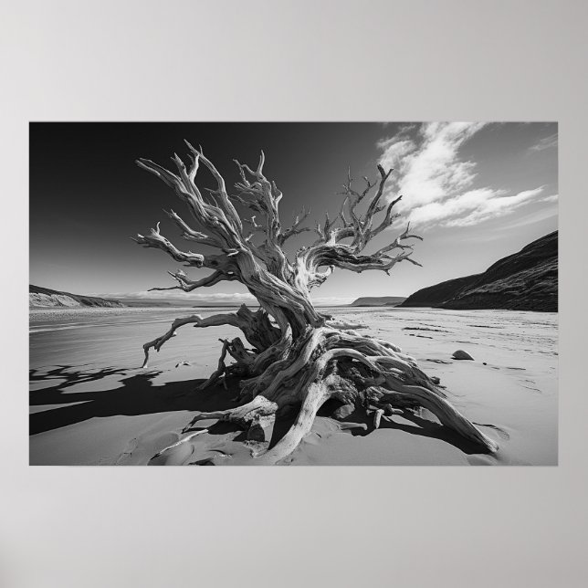 Póster Foto del tronco del árbol de deriva de B&W (Frente)