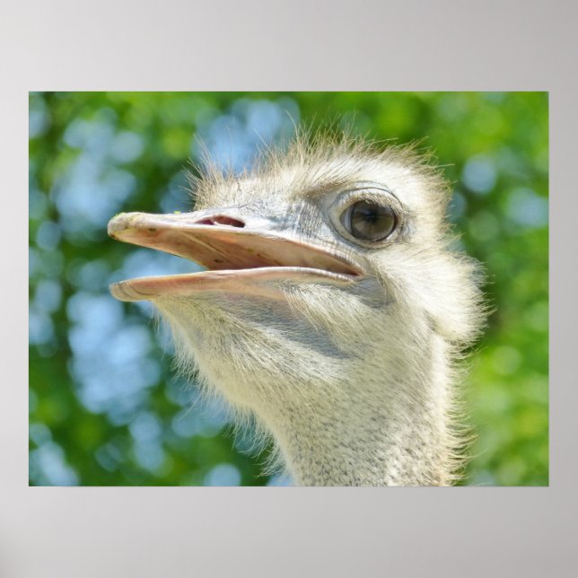 Póster Foto divertida de Ostrich (Frente)