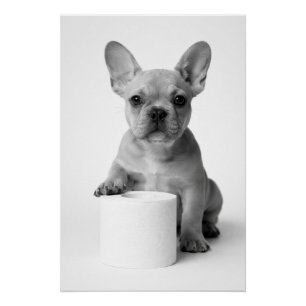 Póster Foto divertida de un bulldog francés con papel hig