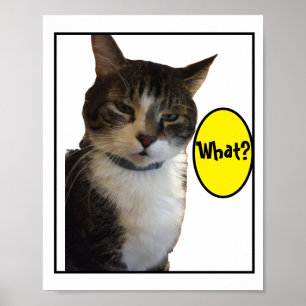 Póster Foto divertida del gato
