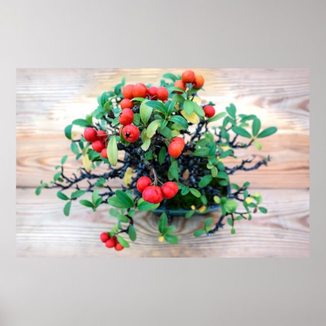 Póster Foto en árbol Pyracantha Bonsai (Frente)