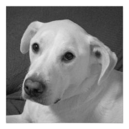 Póster Foto en blanco y negro de un bello perro conmovedo