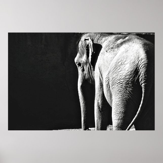 PÓSTER FOTO EN GRAN ESCALA DE ELEFANTE (Frente)