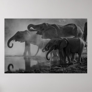 PÓSTER FOTO EN GRAYSCALE DE ELEFANTES QUE BEBEN AGUA