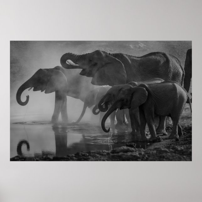PÓSTER FOTO EN GRAYSCALE DE ELEFANTES QUE BEBEN AGUA (Frente)