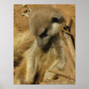 Póster Foto encantadora de un Meerkat
