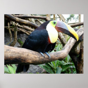 Póster ¡Foto enorme de un Toucan hermoso!